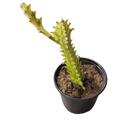 4" Euphorbia Trigona Variegated 